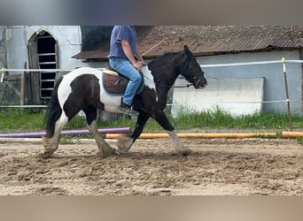 Cob, Giumenta, 7 Anni, 148 cm, Pezzato