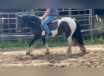 Cob, Giumenta, 7 Anni, 148 cm, Pezzato