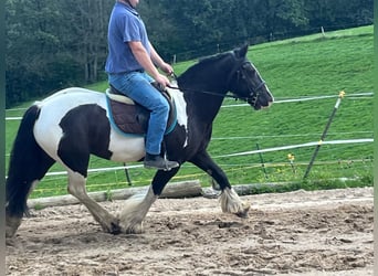 Cob, Giumenta, 7 Anni, 148 cm, Pezzato