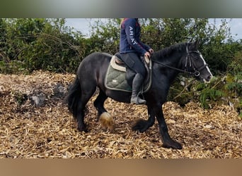 Cob, Giumenta, 8 Anni, 138 cm, Morello