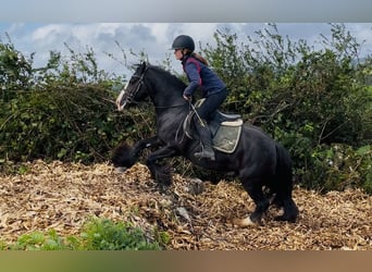 Cob, Giumenta, 8 Anni, 138 cm, Morello