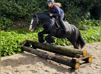 Cob, Giumenta, 8 Anni, 138 cm, Morello