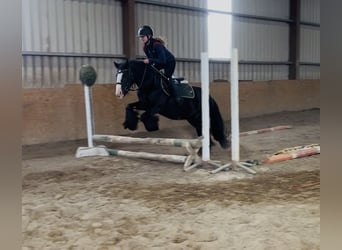 Cob, Giumenta, 8 Anni, 138 cm, Morello