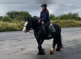 Cob, Giumenta, 8 Anni, 138 cm, Morello
