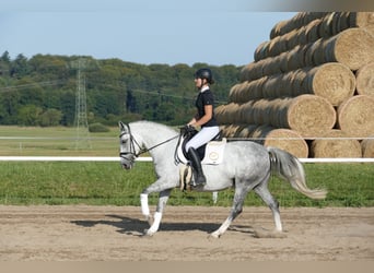 Cob, Giumenta, 8 Anni, 146 cm, Grigio