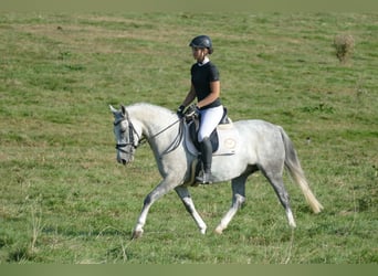 Cob, Giumenta, 8 Anni, 146 cm, Grigio