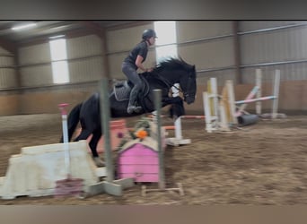 Cob, Giumenta, 8 Anni, 156 cm, Morello