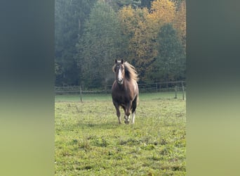 Cob, Giumenta, 8 Anni, 157 cm, Sauro scuro