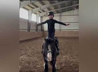 Cob, Giumenta, 9 Anni, 134 cm, Morello