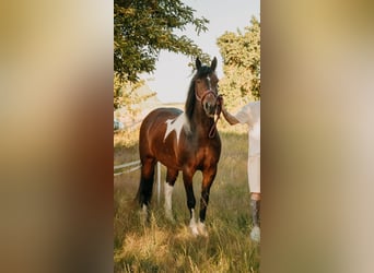 Cob, Giumenta, 9 Anni, 146 cm, Pezzato