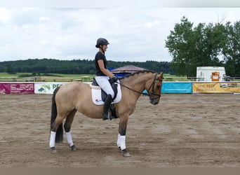 Cob, Giumenta, 9 Anni, 154 cm, Pelle di daino