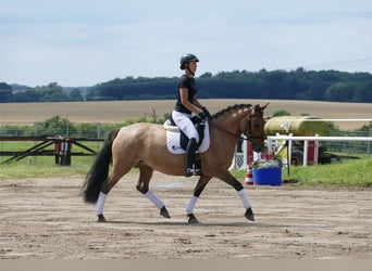 Cob, Giumenta, 9 Anni, 154 cm, Pelle di daino