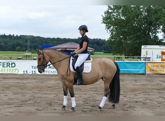 Cob, Giumenta, 9 Anni, 154 cm, Pelle di daino