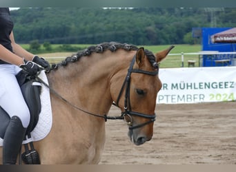 Cob, Giumenta, 9 Anni, 154 cm, Pelle di daino