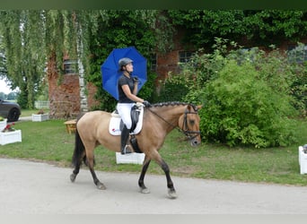 Cob, Giumenta, 9 Anni, 154 cm, Pelle di daino