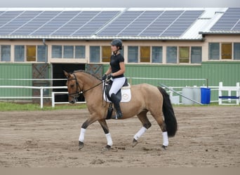 Cob, Giumenta, 9 Anni, 154 cm, Pelle di daino