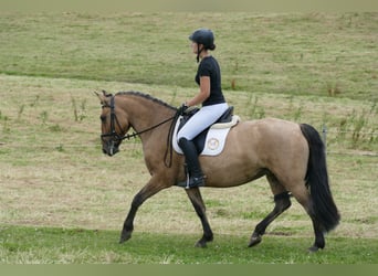 Cob, Giumenta, 9 Anni, 154 cm, Pelle di daino