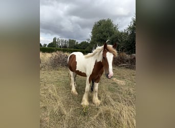 Cob, Hengst, 1 Jahr, 149 cm
