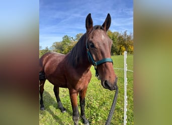 Cob Mix, Hengst, 2 Jahre, 165 cm, Brauner