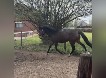 Cob Mix, Hengst, 2 Jaar, Bruin