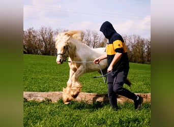 Cob, Hengst, 3 Jahre, 138 cm, Palomino