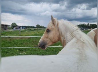 Cob, Hengst, 3 Jahre, 138 cm, Palomino