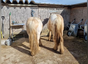 Cob, Hengst, 3 Jahre, 138 cm, Palomino