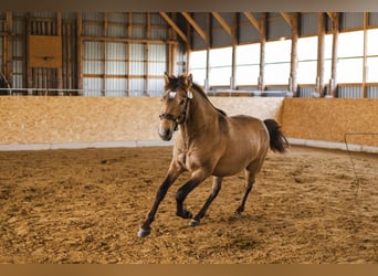 Cob, Hengst, 3 Jahre, 144 cm, Buckskin