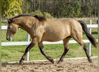 Cob, Hengst, 3 Jahre, 144 cm, Buckskin