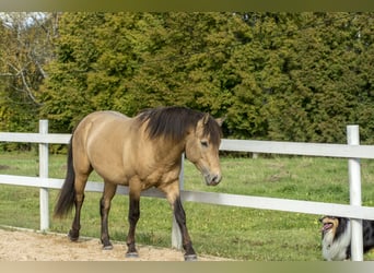 Cob, Hengst, 3 Jahre, 144 cm, Buckskin