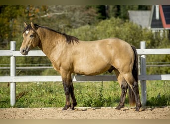 Cob, Hengst, 3 Jahre, 144 cm, Buckskin