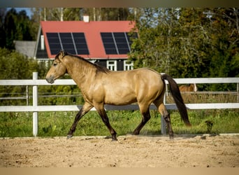 Cob, Hengst, 3 Jahre, 144 cm, Buckskin