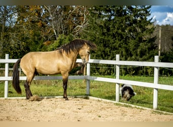 Cob, Hengst, 3 Jahre, 144 cm, Buckskin