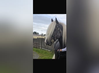 Cob, Hengst, 5 Jaar, 147 cm, Appelschimmel