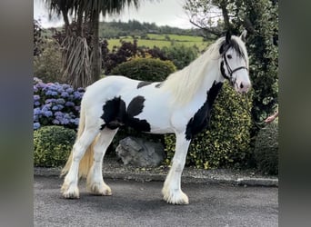 Cob, Hengst, 5 Jahre, 170 cm, Schecke