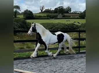Cob, Hengst, 5 Jahre, 170 cm, Schecke
