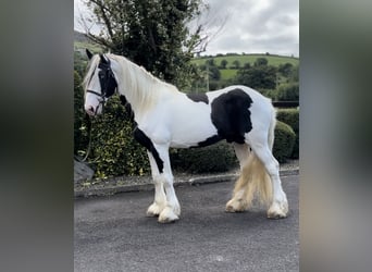 Cob, Hengst, 5 Jahre, 170 cm, Schecke