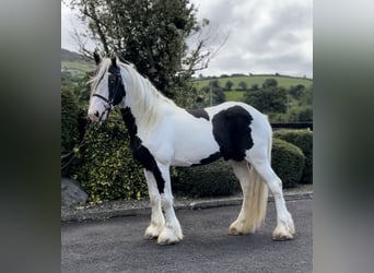 Cob, Hengst, 5 Jahre, 170 cm, Schecke