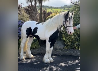 Cob, Hengst, 5 Jahre, 170 cm, Schecke