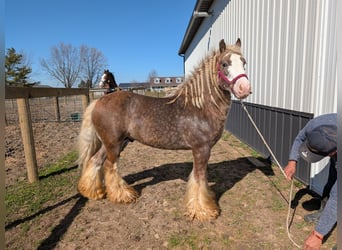 Cob, Hengst, 6 Jahre, 119 cm, Hellbrauner