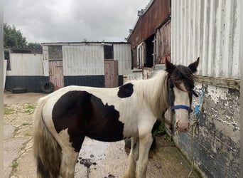 Cob, Hingst, 2 år, 152 cm, Leopard-Piebald