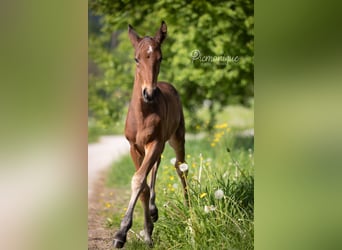 Cob Blandning, Hengst, 2 Jahre, 165 cm, Brauner