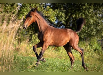 Cob Blandning, Hengst, 2 Jahre, 165 cm, Brauner