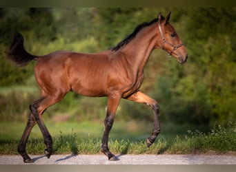 Cob Blandning, Hingst, 2 år, 165 cm, Brun