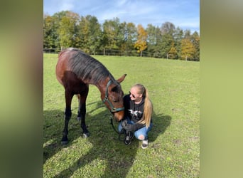 Cob Blandning, Hingst, 2 år, 165 cm, Brun