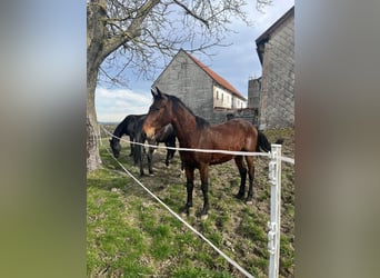 Cob Blandning, Hingst, 2 år, 165 cm, Brun