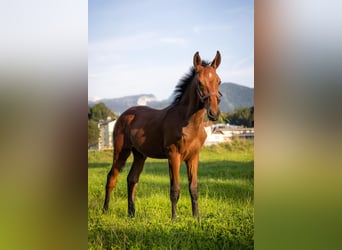 Cob Blandning, Hingst, 2 år, 165 cm, Brun