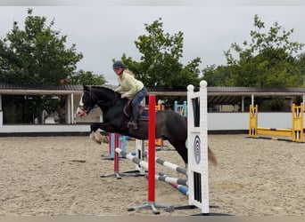 Cob, Hongre, 10 Ans, 147 cm, Noir