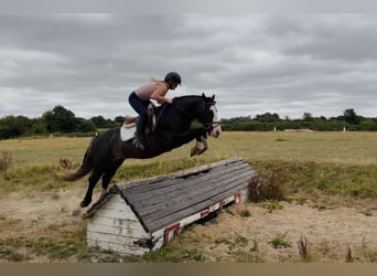 Cob, Hongre, 10 Ans, 147 cm, Noir