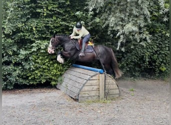 Cob, Hongre, 10 Ans, 147 cm, Noir